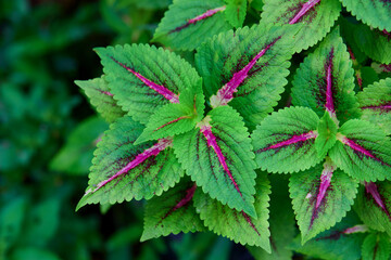 Close-up view of Coleus leaves