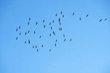 Large flock of sandhill cranes migrating from Alaska in fall.