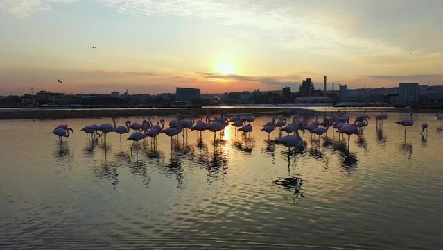 Beautiful view of flamingos in a lake with a city view in the background during sunset