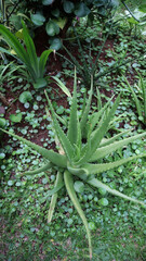 Aloe vera is succulent plant, grow wilf in tropica, easy to grow, used for home plant and ornamental, spike around the leave, and used for herbal medicine for skin care.