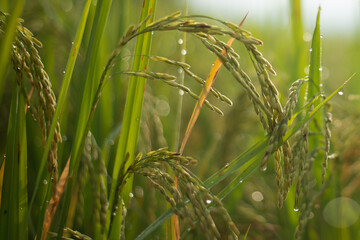 green wheat field