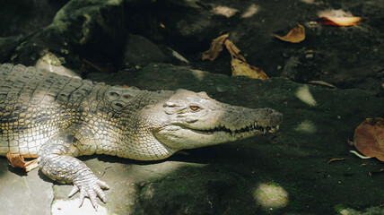 Obraz premium A portrait of spectacled caiman (Caiman crocodilus), also known as the white caiman or common caiman