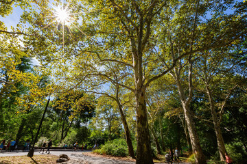 Sunny view of beautiful landscape in Central Park