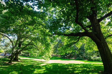 Fototapeta na wymiar Sunny view of beautiful landscape in Central Park