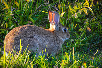 rabbit in the grass