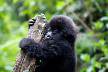 Baby Mountain Gorilla (Gorilla beringei beringei) hanging off a tree branch and being playful in the jungle of Rwanda.