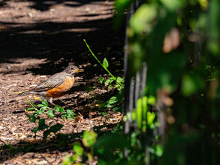 Close up shot of American Robin