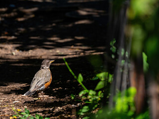 Close up shot of American Robin