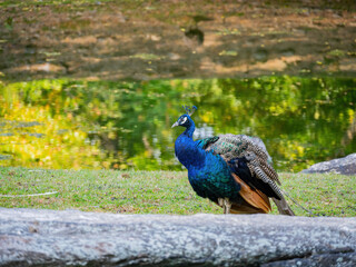 Close up shot of cute peacock
