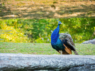 Fototapeta premium Close up shot of cute peacock