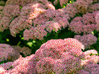 Close up shot of Hylotelephium spectabile blossom