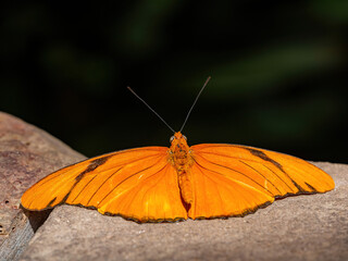 Fototapeta na wymiar Close up shot of Dryas iulia butterfly