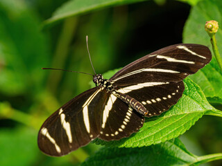 Naklejka premium Close up shot of Heliconius charithonia butterfly
