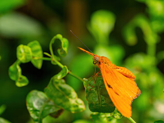 Close up shot of Dryas iulia butterfly