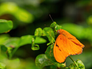 Close up shot of Dryas iulia butterfly