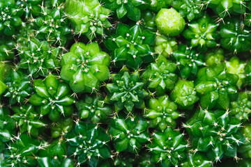Cactus sprout growing from seeding 6 months on planting material, peach moss in plastic pots on white background. Gymnocalycium Cristata