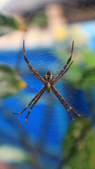 Spider Hanging on the Web Suitable for Article Image, Education Photo and Digital Content