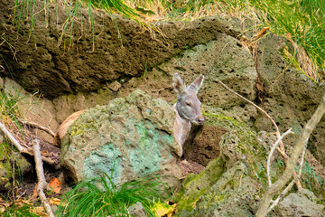 Musk deer lies on the rocks in the Seaside Safari Park. - obrazy, fototapety, plakaty