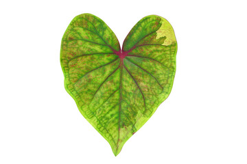 caladium bicolor leaves on a white background 