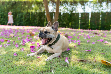 Fototapeta premium Yawning french bulldog at field.