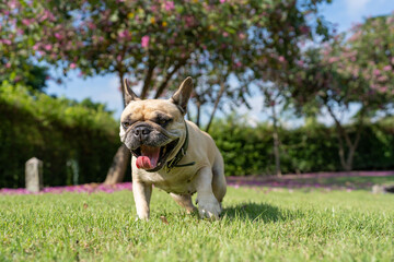 Fototapeta premium French bulldog yawning at field.