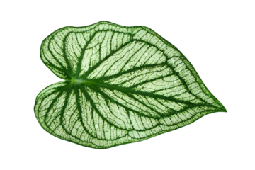 caladium bicolor leaves on a white background 
