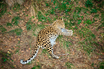 Leopard in the Seaside safari Park sleeps on the ground.