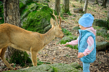 A girl feeds a roe deer in a Seaside safari park.