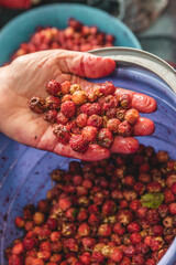 hands of a worker clean wild strawberries from bracts