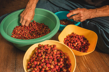 hands of a worker clean wild strawberries from bracts