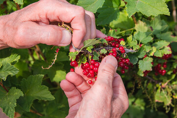 worker's hands picking red currants in the garden
