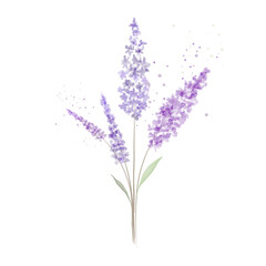 watercolor lavender