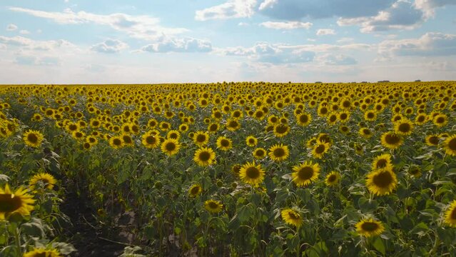 Sunflower fields and meadows. A video of an advertisement for sunflower and vegetable oil. Backgrounds  and screensavers with large blooming sunflower buds with the rays of the sun. Sunflower seeds