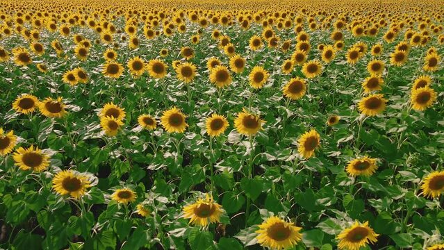 Sunflower fields and meadows. A video of an advertisement for sunflower and vegetable oil. Backgrounds  and screensavers with large blooming sunflower buds with the rays of the sun. Sunflower seeds