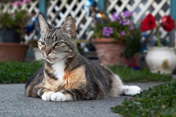 A senior calico cat in front yard