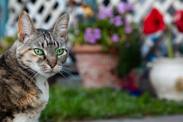 A senior calico cat in front yard