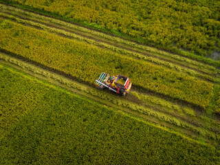 Aerial view of Combine harvester machine with rice paddy field. Harvester for harvesting rice at work in Thailand. Drone flies over rice straw workers after the harvest season in a large paddy field.