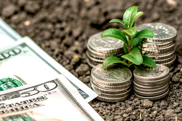 Money growth in soil with green leaves and trees concept, business and farming success finance....