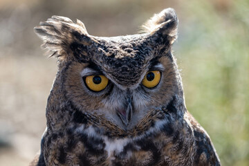 Close up of a Great Horned Owl in the Sierra Foothills of Caifornia
