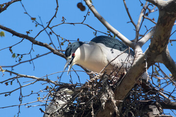 A Night Heron building a nest