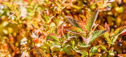 Fototapeta premium Yellow and red Spiraea leaves in the autumn garden. Blurred natural background