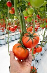 Hand taking beautiful ripe red tomatoes grown in a greenhouse