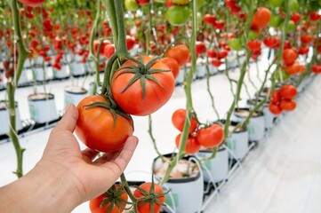 Hand taking beautiful ripe red tomatoes grown in a greenhouse