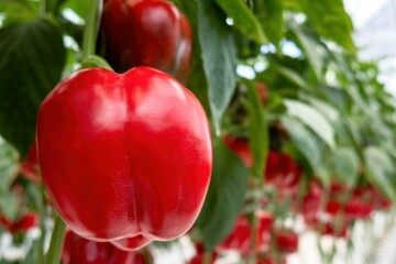 Fresh sweet red peppers, close up, hot paprika.