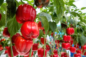 Fresh sweet red peppers, close up, hot paprika.