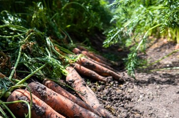 Close-up of recently cropped carrots in a garden