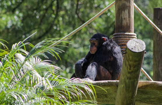 chimpanzee sitting in a tree