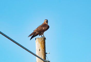 A red tail hawk on an electrical pole