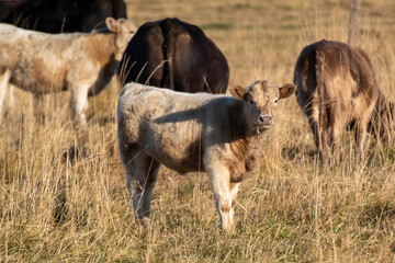 A cow grazing in a California Field