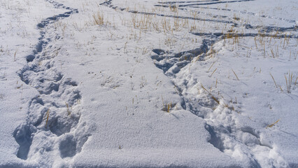 Twisted chains of footprints are trampled in snowdrifts. Yellow stalks of dry grass are visible on pure white snow. Altai
